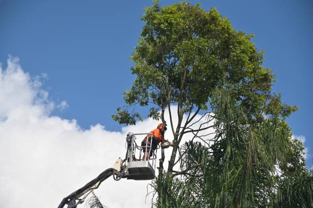 Best Palm Tree Trimming  in Saco, ME