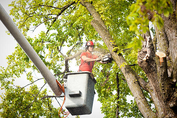 Best Fruit Tree Pruning  in Saco, ME