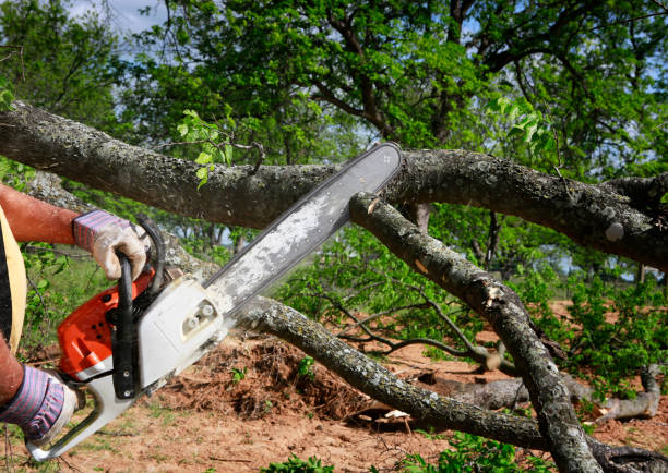 Best Arborist Consultation Services  in Saco, ME