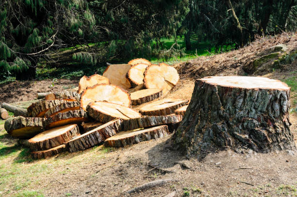 Best Firewood Processing and Delivery  in Saco, ME